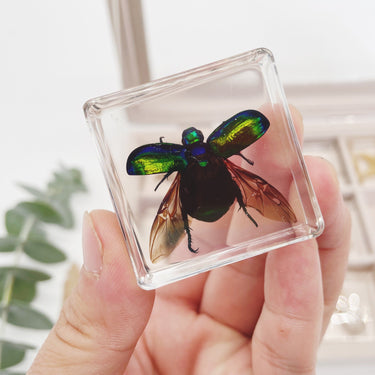 Colección de insectos | Especímenes animales únicos - 12 insectos de madera en resina